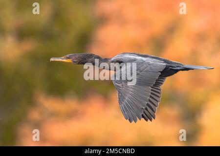 Un profil latéral d'un cormorant volant à double crête, nannopterum auritum sur un fond flou Banque D'Images