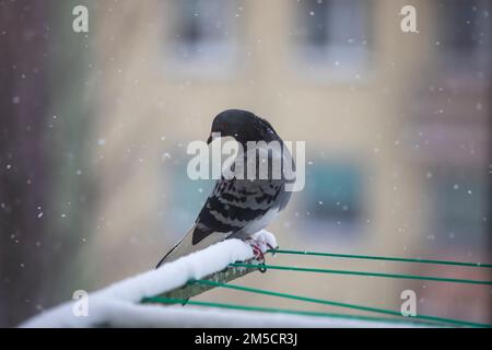 Un pigeon solitaire sauvage est assis sur le balcon pendant les chutes de neige Banque D'Images