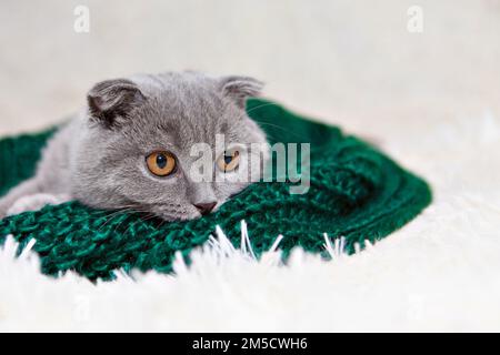 un chat heureux repose sur un foulard vert. Un chat gris joue avec une boule blanche de laine sur un tapis moelleux. Un chaton heureux aime frapper la main de la femme. shorthair britannique. Cat pour les bandes publicitaires. Gros plan sur un animal amusant. Photo de haute qualité Banque D'Images