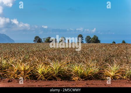 Champs de plantation d'ananas sur la rive nord d'Oahu, Hawaï Banque D'Images