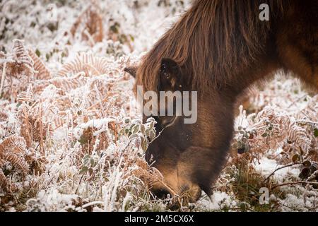 Tir de tête pris sur la colline de Cothelstone d'un poney Exmoor (Equus ferus cabalus) qui broute parmi les plantes enneigées Banque D'Images