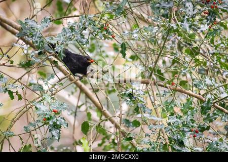 Un blackbird (Turdus merula) est assis dans un Bush houx en mangeant les baies rouges. À Horner Wood, Exmoor, West Somerset Banque D'Images