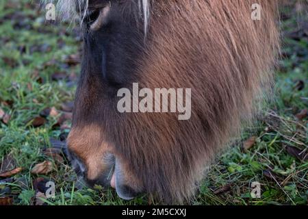 Gros plan de la tête d'un cheval islandais brun ou d'un Islandais qui broutage dans un pré aride avec beaucoup de feuilles d'automne sur le sol Banque D'Images