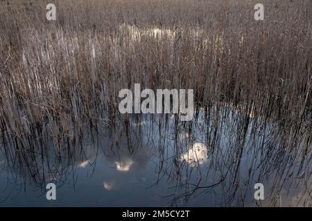 Les tiges de roseau et les nuages se reflètent dans l'eau dans un paysage de roseau. Photo d'arrière-plan Banque D'Images