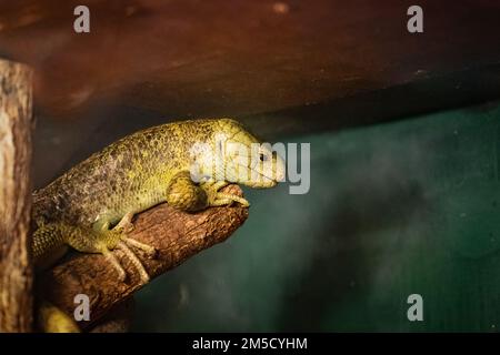 Un skink de l'île Salomon (Corucia zebrata) se trouve sur le rondin dans son grand réservoir au zoo de Tropiquaria Banque D'Images