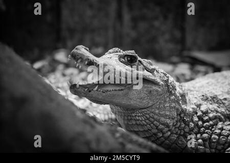 Dans un réservoir construit sur mesure au zoo de Tropiquaria dans Somerset vit ce caiman (Caiman crocodilus) Banque D'Images