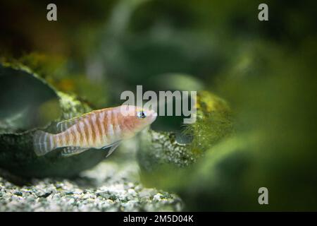 Gros plan d'un cichlid (Neolamprologueus multifasciatus) nageant autour des coquillages dans le réservoir du zoo de Tropiquaria, Somerset Banque D'Images