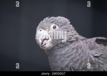 Gros plan de l'un des plus grands perroquets de vasa (Coracopsis vasa) au zoo de Tropiquaria dans le Somerset Ouest Banque D'Images