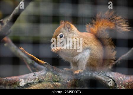 Sur l'une de ses branches, ce petit écureuil rouge américain (Tamiasciurus hudsonicus) est assis et se nourrit dans la sécurité de sa cage au zoo de Tropiquaria, dans le Somerset Ouest Banque D'Images