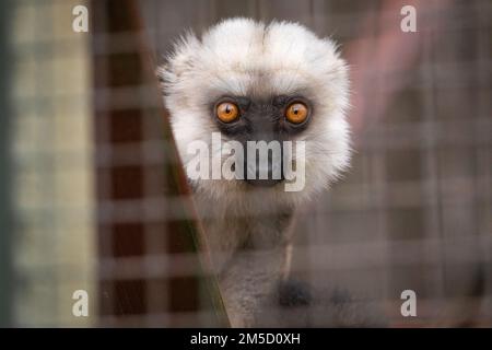 Le petit lémurien brun à front blanc (Eulemur albifrons) est sorti de sa cage. Prise au zoo de Tropiquaria, Watchet, West Somerset Banque D'Images