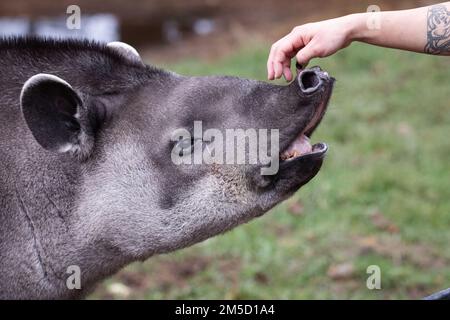 Au zoo de Tropiquaria, dans le Somerset Ouest, un gardien tiche le nez du tapir des plaines (Tapirus terrestris) pour le plaisir du tapir Banque D'Images