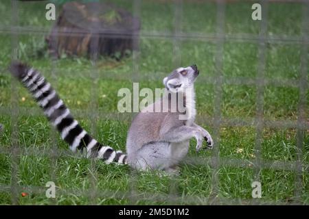 Un lémurien à queue ronde (Lemur catta) dans son enceinte au zoo de Tropiquaria regarde quelque chose au-dessus de sa tête Banque D'Images