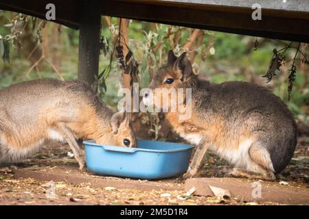 Les maras de patagonium (Dolichotis patagonum) du zoo de Tropiquaria dans le Somerset se nourrissent de leur plateau dans leur grande enceinte construite à cet effet Banque D'Images