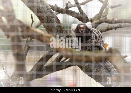 Dans son enceinte au zoo de Tropiquaria, un marmoset touffeté blanc (Callithirix jacchus) se trouve sur une branche à l'extérieur Banque D'Images