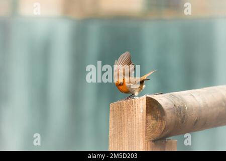 Un robin sauvage (erithacus rubecula) perche sur une clôture en bois au zoo de Tropiquaria Banque D'Images