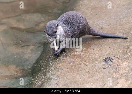 Dans son enceinte au zoo de Tropiquaria, Watchet, une loutre asiatique à courte mâchoire (Aonyx cinereus) se nourrit d'un morceau de poisson Banque D'Images