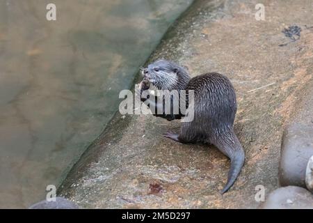 Dans l'enceinte de la loutre du zoo de Tropiquaria, dans le Somerset, la loutre asiatique à courte mâchoire (Aonyx cinereus) retient le poisson lorsqu'il le mange Banque D'Images