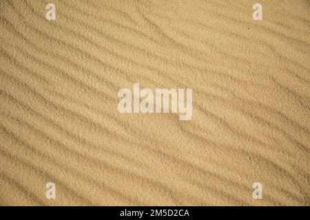 Texture de sable fin d'une dune de plage ondulée par le vent Banque D'Images