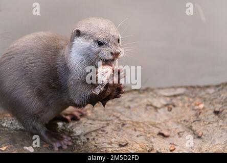 Un des petits loutre asiatiques à courte mâchoire (Aonyx cinereus) au zoo de Tropiquaria se nourrissant de poissons dans son enceinte Banque D'Images