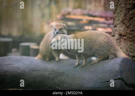 Une paire de mongoses jaunes (Cynictis penicillata) s'assoient sur un rondin dans leur enceinte au zoo de Tropiquaria, à Watchet, dans le Somerset Ouest Banque D'Images