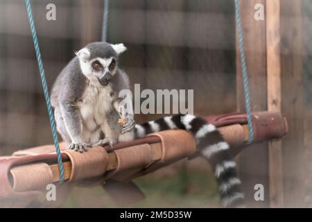 Dans l'enceinte, un lemur à queue annulaire (Lemur catta) est assis sur une balançoire pour manger une arachide. Au zoo de Tropiquaria, à Watchet, Somerset Banque D'Images