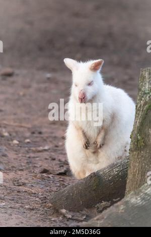 Portrait d'un wallaby à col rouge albinos (Macropus rufogriseus) dans une enceinte au zoo de Tropiquaria, Somerset Banque D'Images