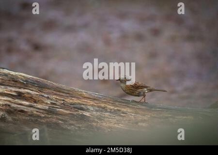 Un dunnock sauvage (Prunella modularis) se trouve sur une bûche dans une enceinte au zoo de Tropiquaria, à Watchet, dans le Somerset Ouest Banque D'Images