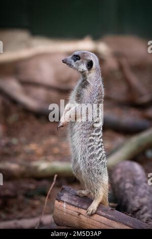 Un meerkat (Suricata suricata) se dresse et garde un œil sur une branche de son enceinte au zoo Tropiquaria dans le Somerset Ouest Banque D'Images