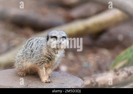 Un petit meerkat (Suricata surigatta) se trouve sur une souche d'arbre et des montres dans son enceinte au zoo de Tropiquaria dans le Somerset Ouest Banque D'Images