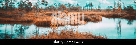 Ciel spectaculaire et lumineux au-dessus de Wetland. Vue panoramique sur le marais naturel. Conifères à Bog. Réserve naturelle à l'automne Sunny Day Banque D'Images