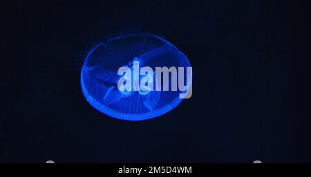 Photo sous-marine d'Aurelia Hawaii, méduse de lune, gelée de soucoupe flottant dans l'aquarium sombre. Famille des Ulmaridae. Gros plan, ralenti. Eaux claires Banque D'Images