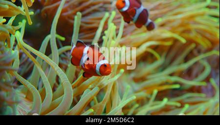 Un grand groupe de poissons clownfish nagent dans des anémones sur le récif de corail. Mer Rouge ou anemonefish à deux bandes. Les poissons marins se nourrissent d'algues et de zooplancton dans l'aquarium Banque D'Images