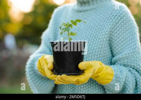 Femme tenant le germe de tomate verte dans les mains dans un pot de fleur noir portant des gants en caoutchouc jaune sur fond de nature. Transplantation de plantes. Banque D'Images