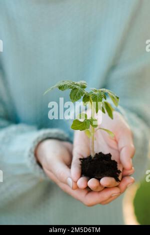 Femme tenant le germe de tomate verte entre les mains sur fond de nature. Transplantation de plantes. Banque D'Images