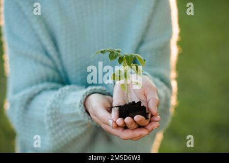 Femme tenant le germe de tomate verte entre les mains sur fond de nature. Transplantation de plantes. Banque D'Images