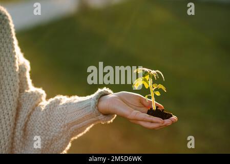 Femme tenant le germe de tomate verte entre les mains sur fond de nature. Transplantation de plantes. Banque D'Images