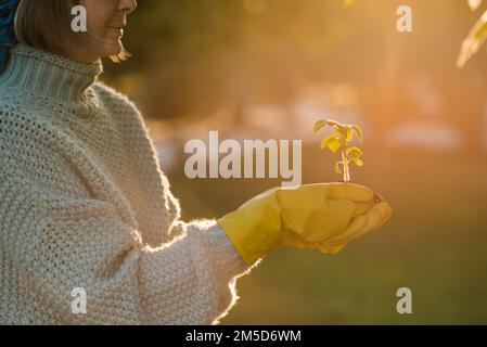 Femme tenant le germe de tomate verte dans les mains portant des gants en caoutchouc jaune sur un fond ensoleillé de nature. Transplantation de plantes. Banque D'Images