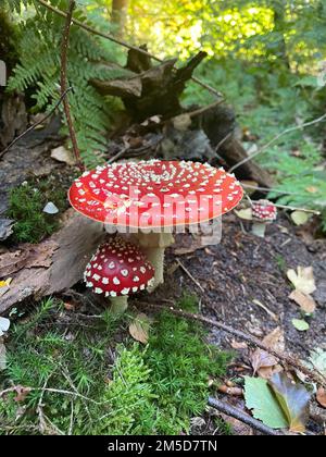 Un plan vertical de deux agarics de mouche (Amanita muscaria) près d'un arbre dans une forêt Banque D'Images