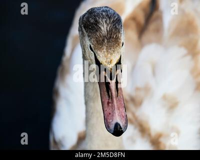 Newburgh Thirsk 261222 EM1X Banque D'Images