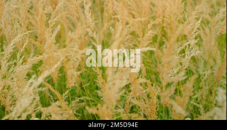 Roseaux blancs dans le vent. Herbe sèche, douce et longue, qui oscille lentement. Herbe de Cogon sur la prairie. Automne. Pelouse à l'écran, arrière-plan flou. Sensibilité Banque D'Images