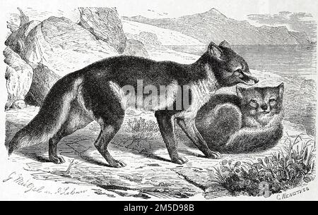 Polarfuchs Schneefuchs oder Eisfuchs Vulpes lagopus synonyme