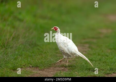 Gros plan d'un faisan blanc ou leucistic. Nom scientifique: Phasianus colchicus. Couleur rare d'un faisan commun mâle à col en anneau, orienté vers la gauche Banque D'Images