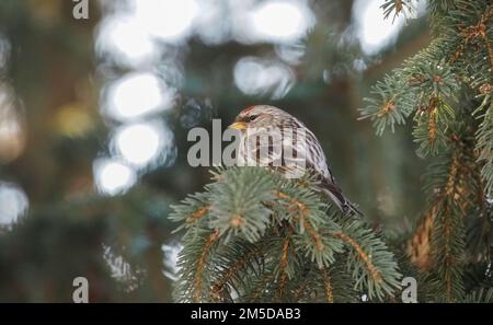Gros plan d'un sondage rouge perché sur une branche Banque D'Images