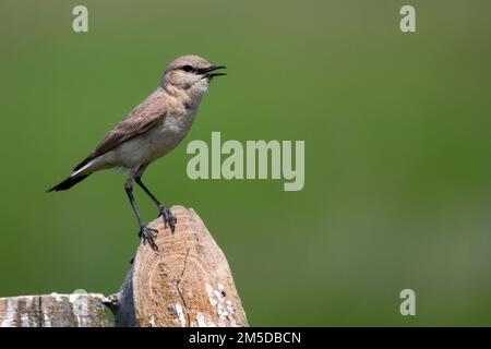 Isabelline Wheatear ou Oenanthe isabellina en nature Banque D'Images