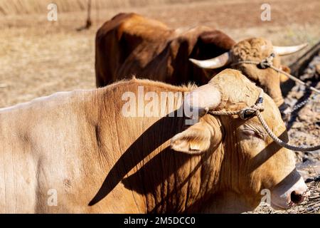 Oxen utilisé pour labourer les champs au jour du battage, Dia de la trilla à l'Ecomuseo à San Jose de Los Llanos, El Tanque, Tenerife, les îles Canaries, SP Banque D'Images