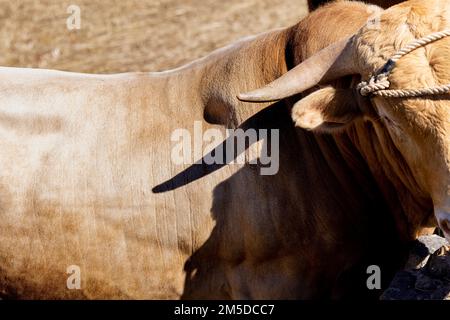 Oxen utilisé pour labourer les champs au jour du battage, Dia de la trilla à l'Ecomuseo à San Jose de Los Llanos, El Tanque, Tenerife, les îles Canaries, SP Banque D'Images