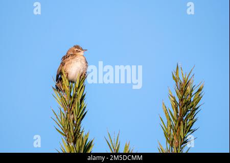 Petit oiseau de guerre Zitting cisticola ou Cisticola juncidis perché sur une branche Banque D'Images