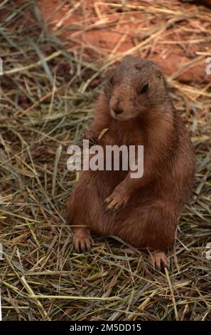Adorable chien de prairie à queue noire avec un morceau de paille dans sa patte. Banque D'Images