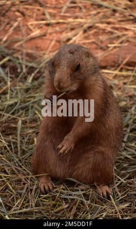 Chien de prairie à queue noire très mignon qui s'empade sur un morceau de paille dans le midwest. Banque D'Images