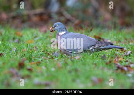 Wood Pigeon (Columba palumbus), adulte mangeant des glands sur l'herbe, West Midlands, Angleterre, décembre. Banque D'Images